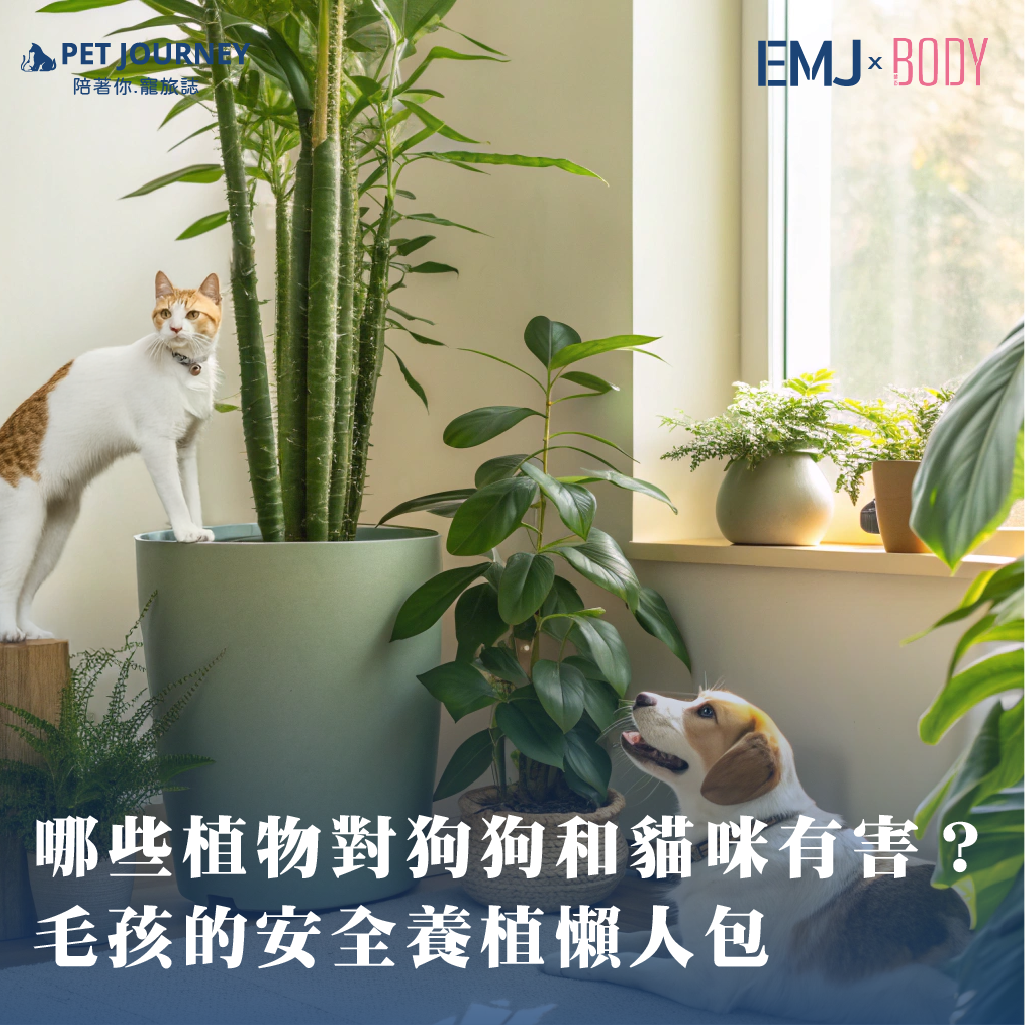 植物帶來綠意與療癒，不僅讓居家環境更清新，也成為許多人生活美學的一部分。但對於養毛孩的家庭來說，植物不只是裝飾，它們可能是安全的陪伴者，也可能隱藏著危險。了解哪些植物能共存，哪些必須避免，是每個毛爸媽的必修課。✨👉完整內容：https://bodynews.com.tw/news/article/8060潛藏的危險的常見有毒植物：百合科、龜背芋、黛粉葉、海芋、蘆薈、杜鵑、夾竹桃