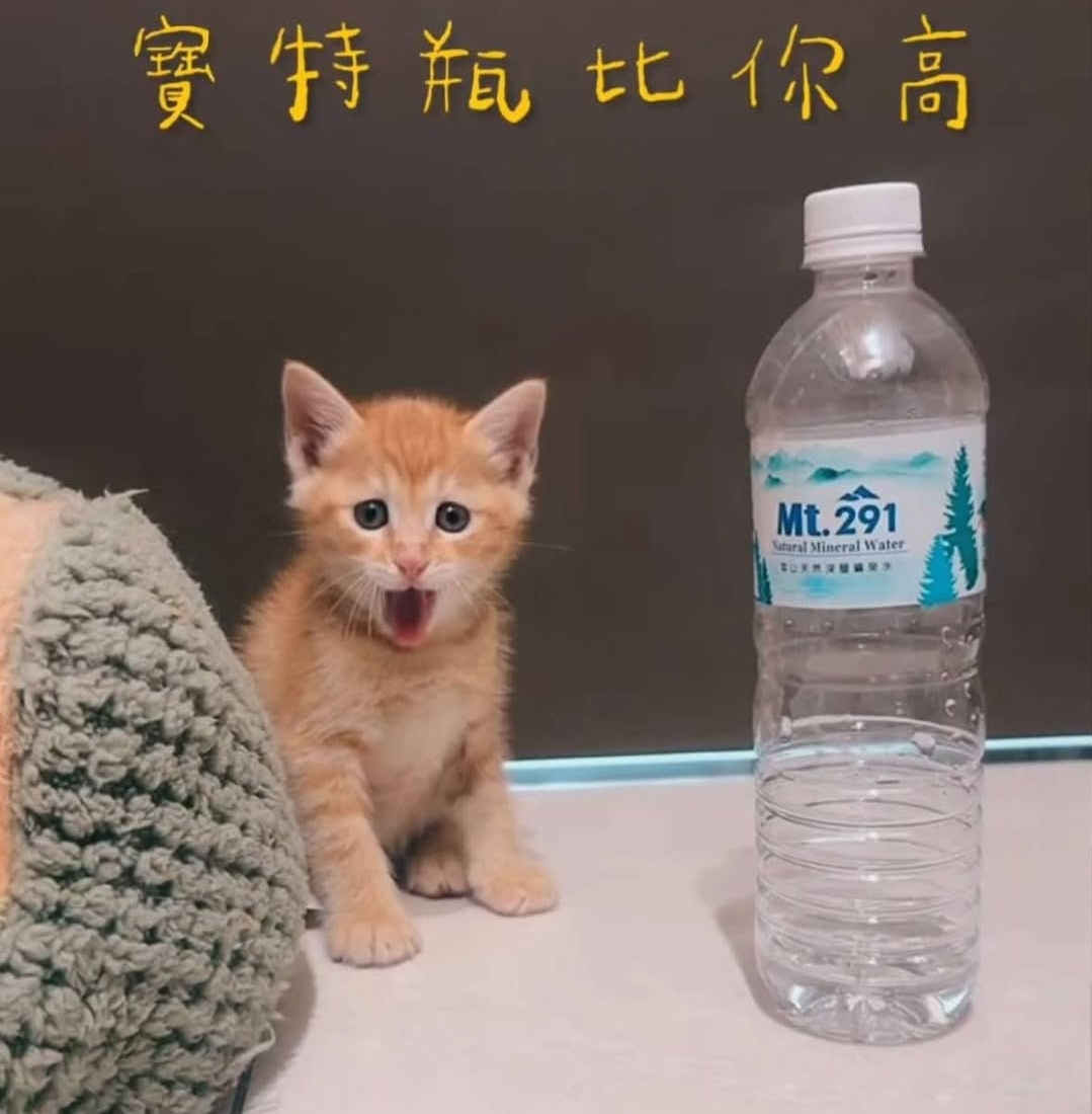 收編我吧！（貓這邊餐飲俱樂部）高雄前鎮二聖二路179巷3號