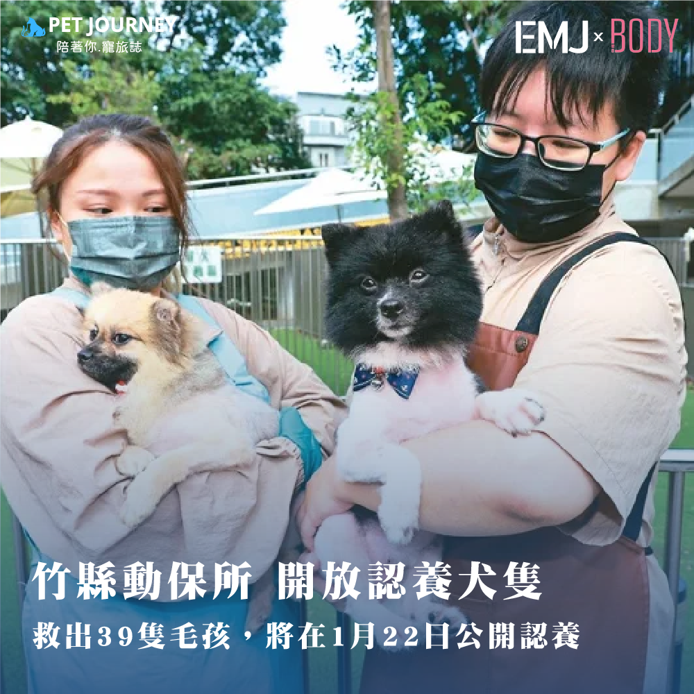 新竹縣動保所去年從一處非法繁殖場救出的39隻毛孩，在細心照料下均已恢復活力，目前沒入的法定程序和絕育手術已完成，將在1月22日公開認養，其中有13隻柴犬、19隻博美狗，動保所今起連3天開放毛孩和大家見面熟悉，希望盡快找到具愛心、責任心的新主人。 （相關報導：https://udn.com/news/story/7324/8491247）