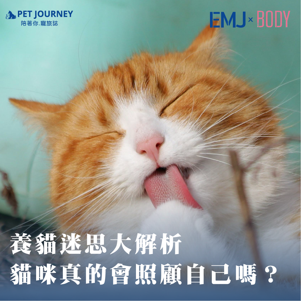 許多人以為「貓咪獨立、好照顧」，只要準備飼料和貓砂就行。但事實上，這些「放養式」迷思往往正是貓咪健康亮紅燈的開端⚠️👉點我觀看：https://bodynews.com.tw/news/article/9622貓咪雖然天性獨立，卻是專性肉食動物，需要特定營養（如牛磺酸）與足夠水分維持身體運作。若飼主忽略日常補水、營養配比與環境互動，長期下來恐引發泌尿道、腎臟、心臟等疾病。本篇由