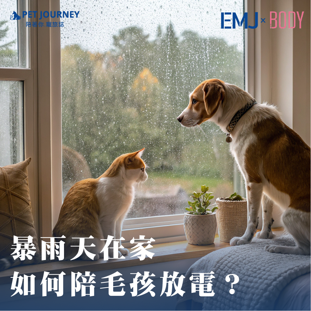 這幾天被大雨困在家裡？毛孩悶得滿屋子跑、主人心裡也焦慮，別擔心～就算不能出門遛狗，也能在家一起動起來！分享五個天室內放電小遊戲，讓狗狗開心🐶1️⃣ 尋寶遊戲在家裡藏幾顆零食或玩具，讓狗狗用鼻子去找！這不只訓練嗅覺，也能消耗牠的腦力與體力。2️⃣ 室內障礙賽用靠枕、椅子、紙箱搭成小關卡～讓狗狗跳、繞、鑽，記得獎勵牠勇敢闖關的樣子！3️⃣ 拉扯遊戲拿出狗狗最愛的拉扯玩具，一邊喊口令