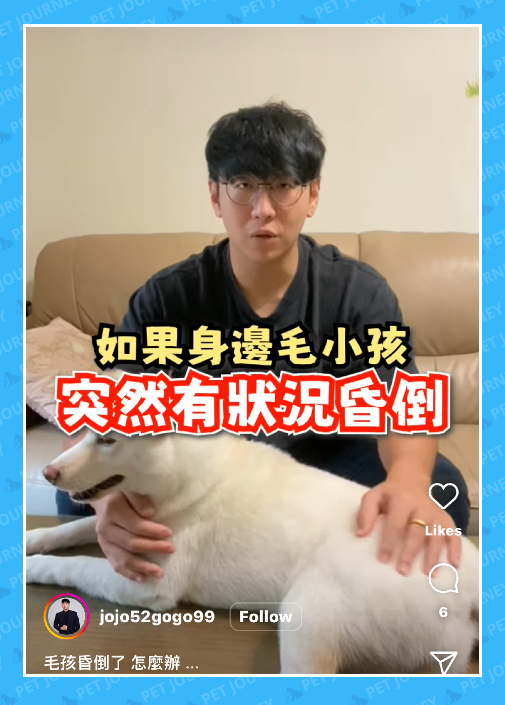 毛孩家長先存起來！如果毛孩昏倒我們該怎麼做？