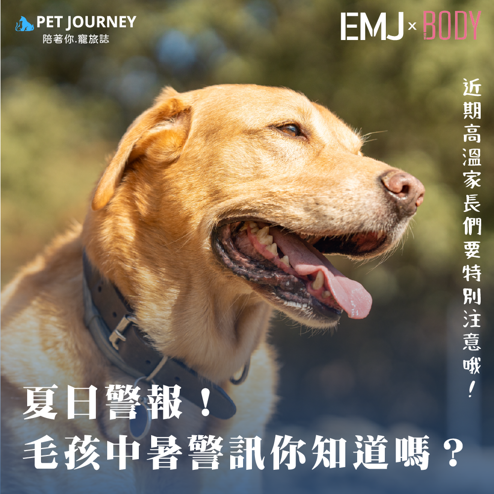 🌞夏天將近，你是否已經計畫好要帶毛孩出門走走、奔跑放電？在陽光普照的日子裡，家長們會選擇帶狗狗、貓咪一同外出呼吸新鮮空氣🐶🐱。但你知道嗎？對毛孩來說，夏天不只是歡樂季節，也是最容易中暑的高危險期😵 💫！點我觀看：https://bodynews.com.tw/news/article/7292＿＿＿＿＿＿＿＿＿＿＿＿＿＿＿＿＿｜寵旅誌徵稿｜你家毛孩也能當大明星🤩🤩！只要投稿就有