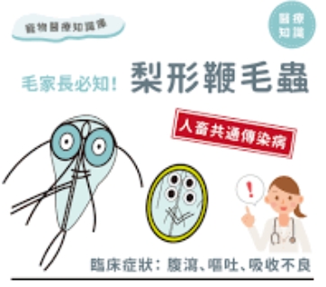 人畜共通傳染病，［梨型鞭毛蟲症］（常見比例第二高！僅次於貓瘟！）