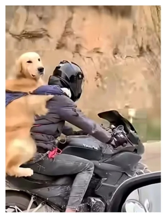 哈哈哈。好好玩。