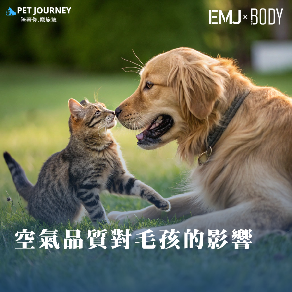空氣，看不見、摸不著，卻是我們和毛孩每天都無法逃避的「共同呼吸」。你可能會在空污嚴重時戴上口罩、打開空氣清淨機，但你是否也曾想過：家裡的毛孩，也正無聲無息地吸進這些空氣😱？點我看全文：https://bodynews.com.tw/news/article/7235