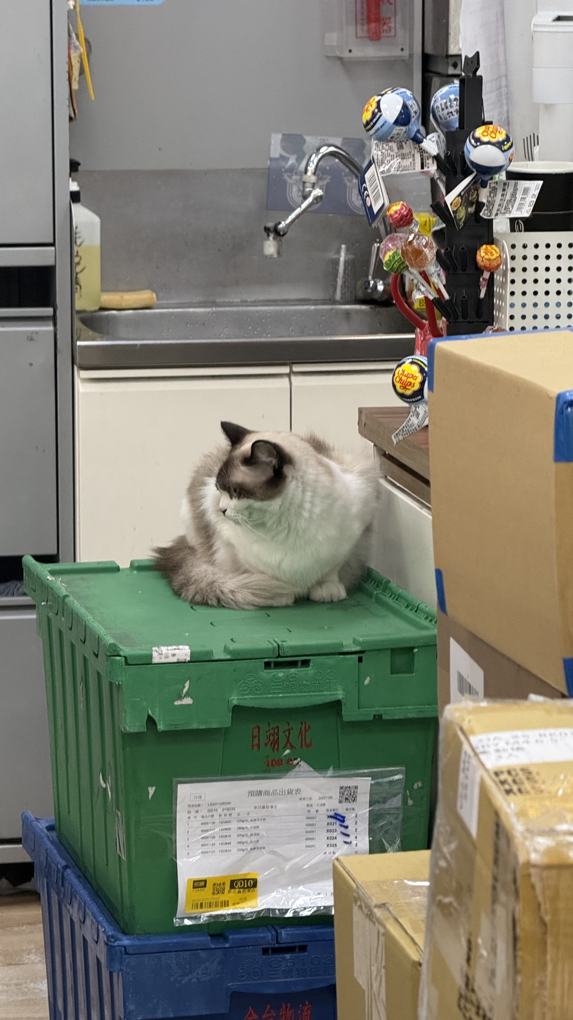 在全家遇到可愛的小貓😍