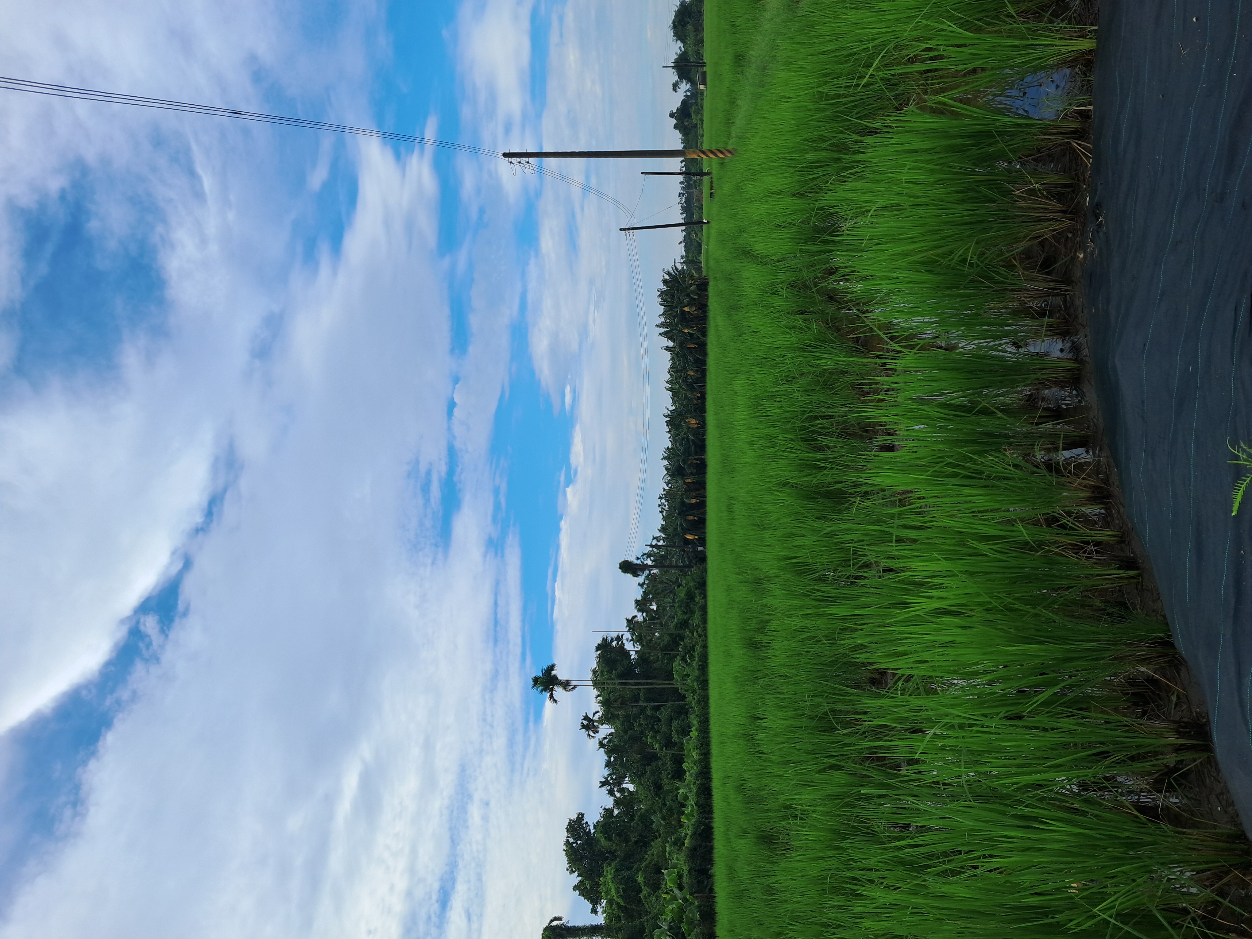 今天不要看守羊群，今天來看顧鴨群。