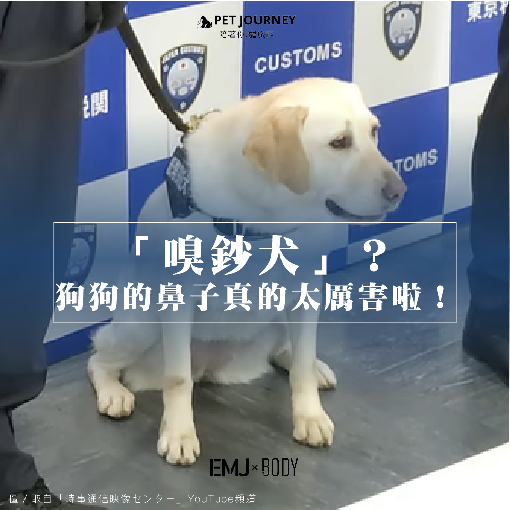 沒想到可以聞出鈔票的味道？！狗狗的啊鼻子真的太厲害了🐶！