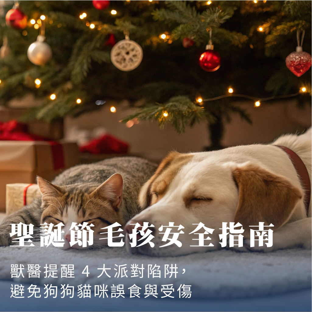 🎄每到聖誕節，家中燈飾亮起、餐桌擺滿佳餚，節慶氣氛讓人感到溫暖又幸福。🎄但對狗狗與貓咪來說，這些看似無害的裝飾、植物與食物，卻可能暗藏高度風險。🎄從易碎飾品、燈飾電線，到巧克力、葡萄與有毒植物，只要一個疏忽，就可能造成誤食、中毒或受傷。本篇文章特別邀請潘又瑄獸醫師，整理臨床上最常見的 4 大聖誕派對毛孩陷阱，幫助飼主提前預防，讓毛孩也能安心、快樂地一起過節。(⭐️點我觀看：ht