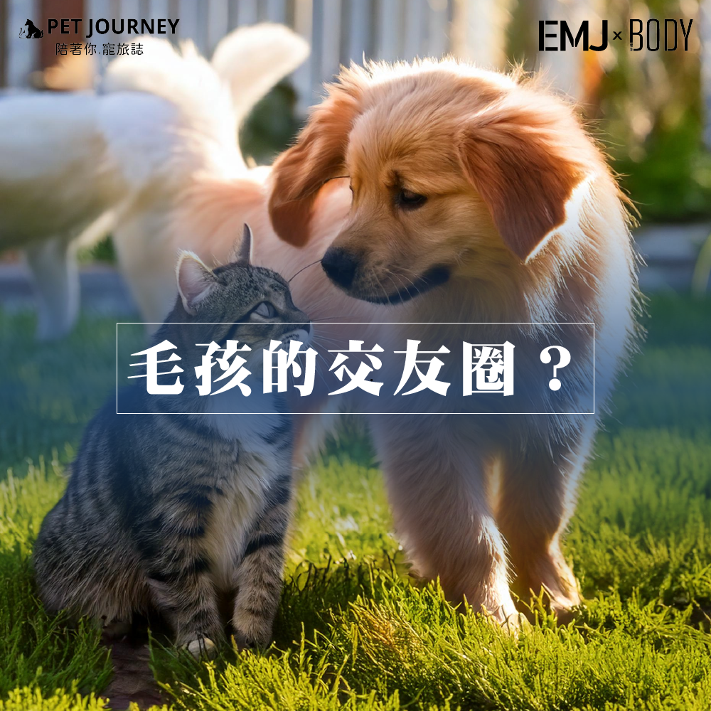 隨著多寵物家庭的興起，狗狗和貓咪也玩起了自己的「交友圈」！這些小夥伴之間的互動不僅充滿趣味，還展現出它們各自獨特的個性。牠們透過相處學會理解和包容，帶給飼主無限驚喜，也讓家庭生活更加和諧溫馨。｜報導連結：https://reurl.cc/XROE6R