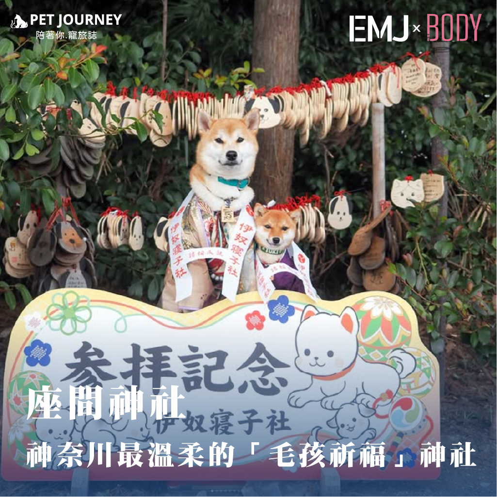 👉點我觀看：https://bodynews.com.tw/news/article/11895在日本，動物不只是陪伴者，更被視為家人、守護者，甚至是神靈的化身。位於神奈川縣座間市的 伊奴寝子神社，正是一座為「毛孩」而存在的特別神社。這裡沒有華麗的鳥居與壯觀的參道，卻以一種極為溫柔、貼近日常生活的方式，承接了無數飼主對狗狗與貓咪的祝福與思念。（📷/zamajinja_inune