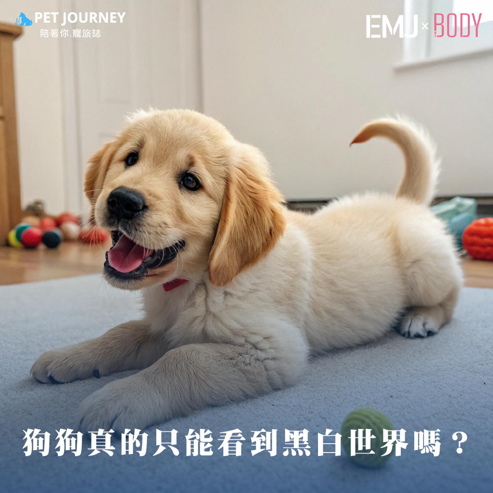 你是否聽過「狗狗是色盲，只能看到黑白」的說法？這個說法流傳已久，但其實狗狗並不是完全的色盲，而是擁有不同於人類的色彩視覺！今天我們就來揭開狗狗視覺的秘密，看看牠們的世界到底是什麼樣子的吧！👀狗狗的眼睛只有 兩種視錐細胞（雙色視覺 dichromatic vision），這表示牠們主要能分辨 藍色和黃色，但對 紅色和綠色較不敏感。對狗狗來說，世界大概是這樣的： ✅ 可以看到：藍色