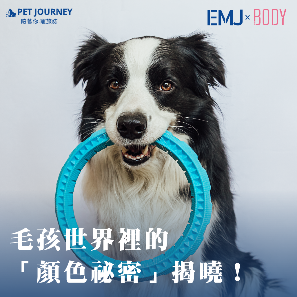 你知道嗎？我們看到的五彩繽紛世界，在毛孩眼中其實長得不一樣！貓貓與狗狗雖然都能分辨部分顏色，但牠們的「世界調色盤」比人類簡單得多。這也影響了牠們對玩具、食碗、床墊等物品的偏好。了解牠們「看得見什麼顏色」，就能更聰明地挑選讓牠們眼睛發亮、玩得更開心的用品。👉點我觀看：https://bodynews.com.tw/news/article/9450