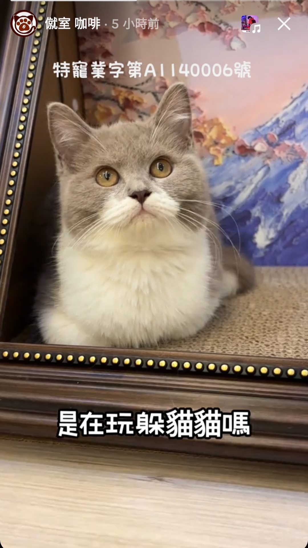 僦室貓屋，咖啡特別好喝的貓咖。中和中安街178巷13弄8號。