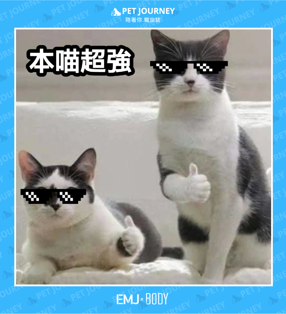 可愛又鬼靈精怪的小貓咪沒想到竟然有一身功夫🥋🐈