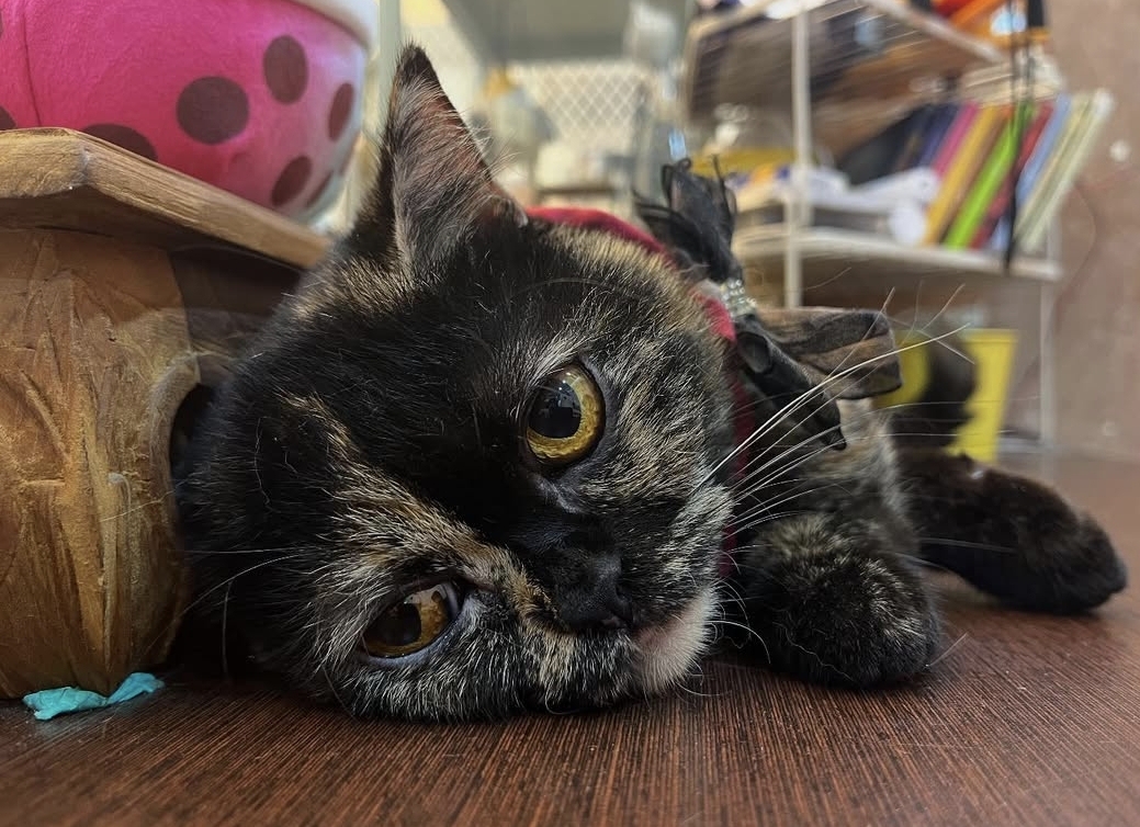 我是亞亞，你猜猜看，上圖下圖，只有二張圖，那一張是真實的拍照？那一張是AI生圖的圖片？