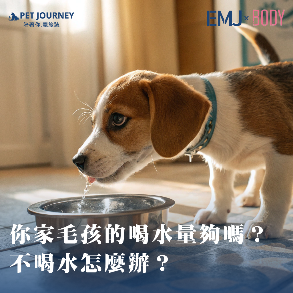 「多喝水」不只是人類健康守則，對毛孩來說更是超級重要！但到底狗狗一天該喝多少水？怎麼樣才算喝夠？🐾如果你家毛孩總是對水碗視而不見，這篇你一定要看！👉https://bodynews.com.tw/news/article/7479