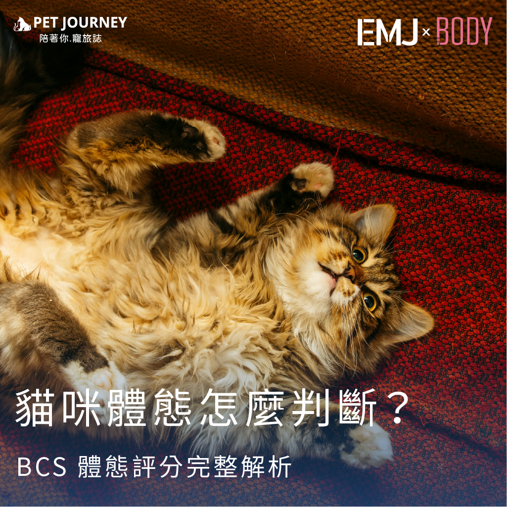 「最近是不是覺得貓咪越來越圓？」很多飼主都以為那只是毛多、角度問題，但其實貓咪厚重的毛量，常常會把真實體態完美隱藏起來。等到肉眼明顯看到肚子下垂、腰線消失時，往往早就已經超過理想體態範圍。對貓咪來說，體態不只是外表好不好看，而是直接關係到 關節負擔、心血管健康、代謝疾病與整體壽命。因此臨床上，獸醫師並不只看體重，而是透過 BCS（Body Condition Score，體態評