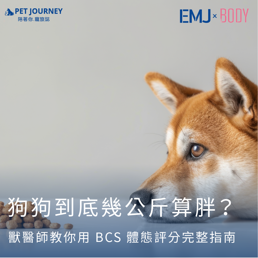 很多飼主常問：「我們家狗狗幾公斤算胖？」但其實，不同犬種差異很大，光看體重根本不準！(👉點我觀看：https://bodynews.com.tw/news/article/10507)真正影響狗狗壽命與健康的，是牠的 體態（BCS）。BCS＝Body Condition Score，是獸醫臨床最常使用的毛孩體態評分方式，透過「肋骨、腰身與腹部」三大區域觀察脂肪量，判斷狗狗是過瘦