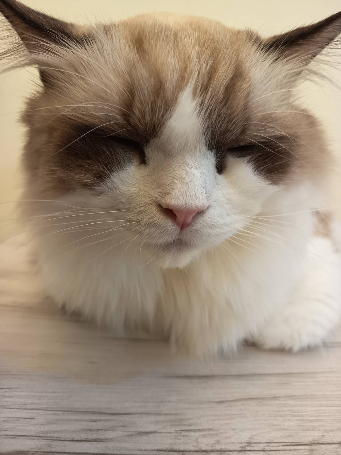 猜猜我是誰？是什麼品種？