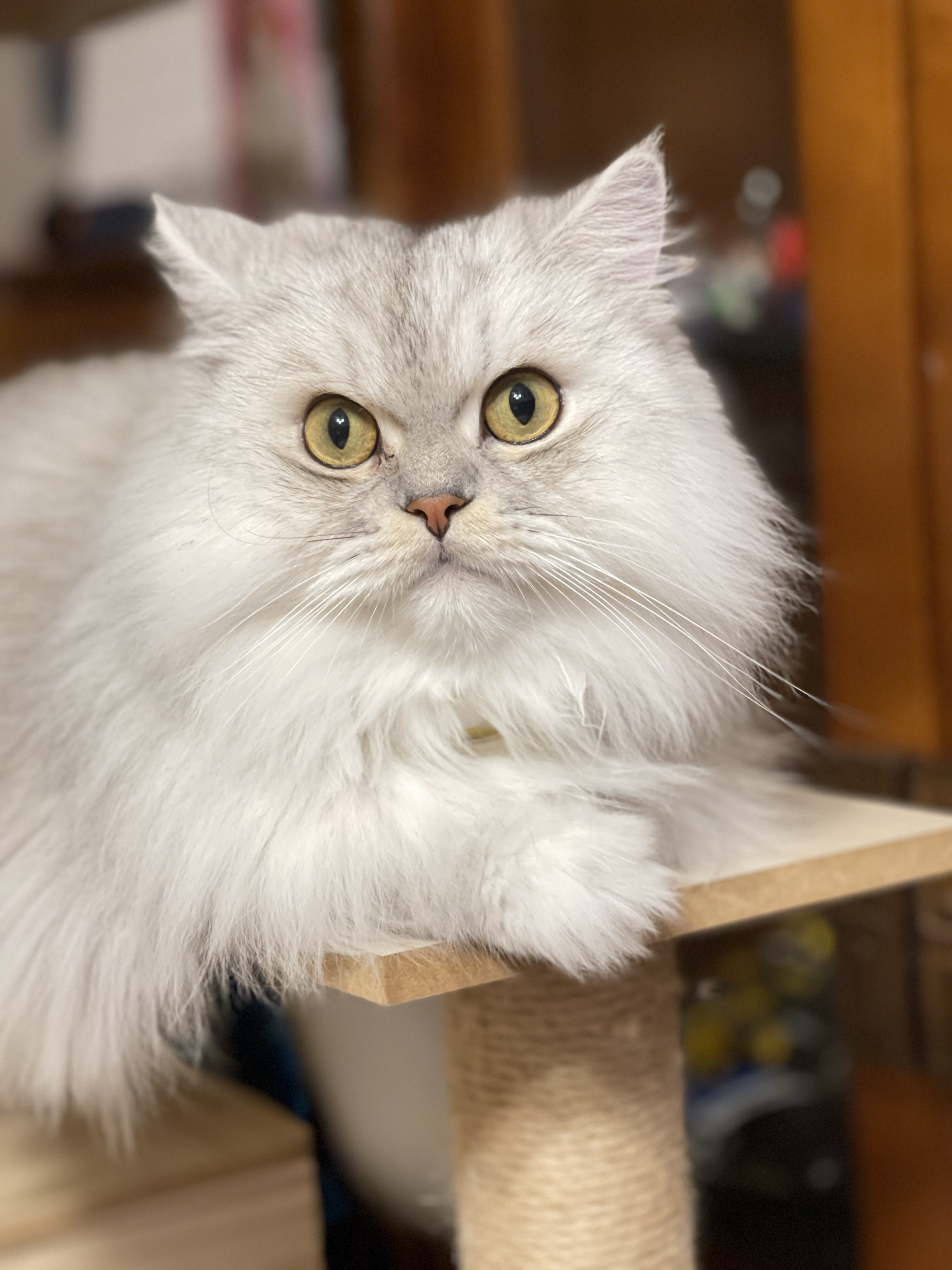 可愛😻