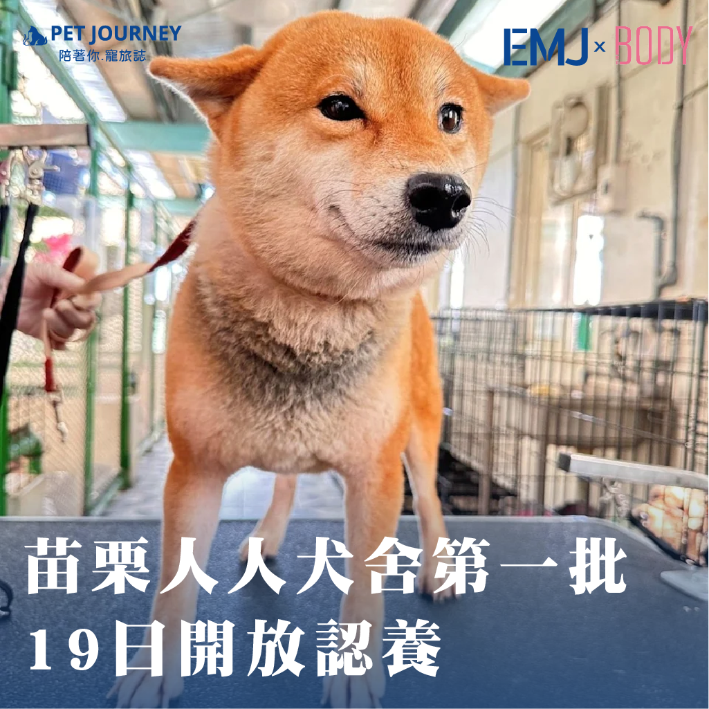 🐶💛 85 隻可愛毛孩準備找新家啦！苗栗公館「人人犬舍」違法繁殖案沒入的 273 隻狗狗中，第一批 85 隻 7 歲以上的毛孩已經準備好等待牠們的命定主人！牠們現在都已經 ✔ 絕育 ✔ 植入晶片 ✔ 狂犬病＋十合一疫苗 完成、健康狀況穩定，可以安心互動～👉 11/19 (二) 下午 1 點 就能到「動物保護教育園區」現場認養＆抽籤！認養前的三大提醒動防所也提醒準備前往的民眾，認