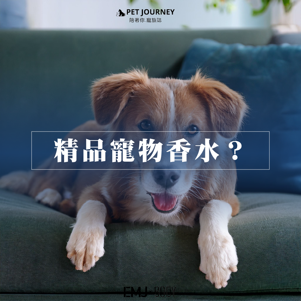 ✨Dolce&Gabbana推出首款無酒精狗狗香氛Fefé噴霧，靈感源自設計師對愛犬的無限愛意，讓狗狗散發溫暖細膩的香氣。