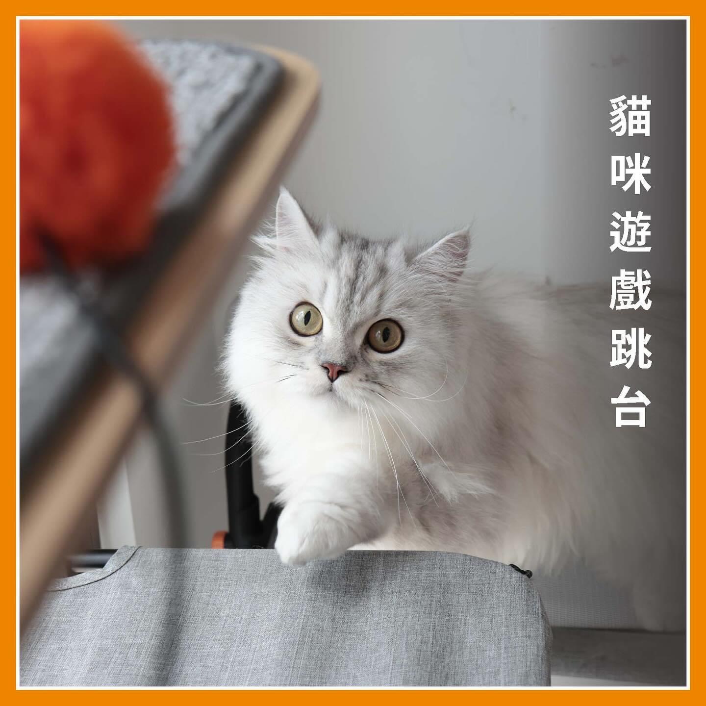 拍過廣告的花花