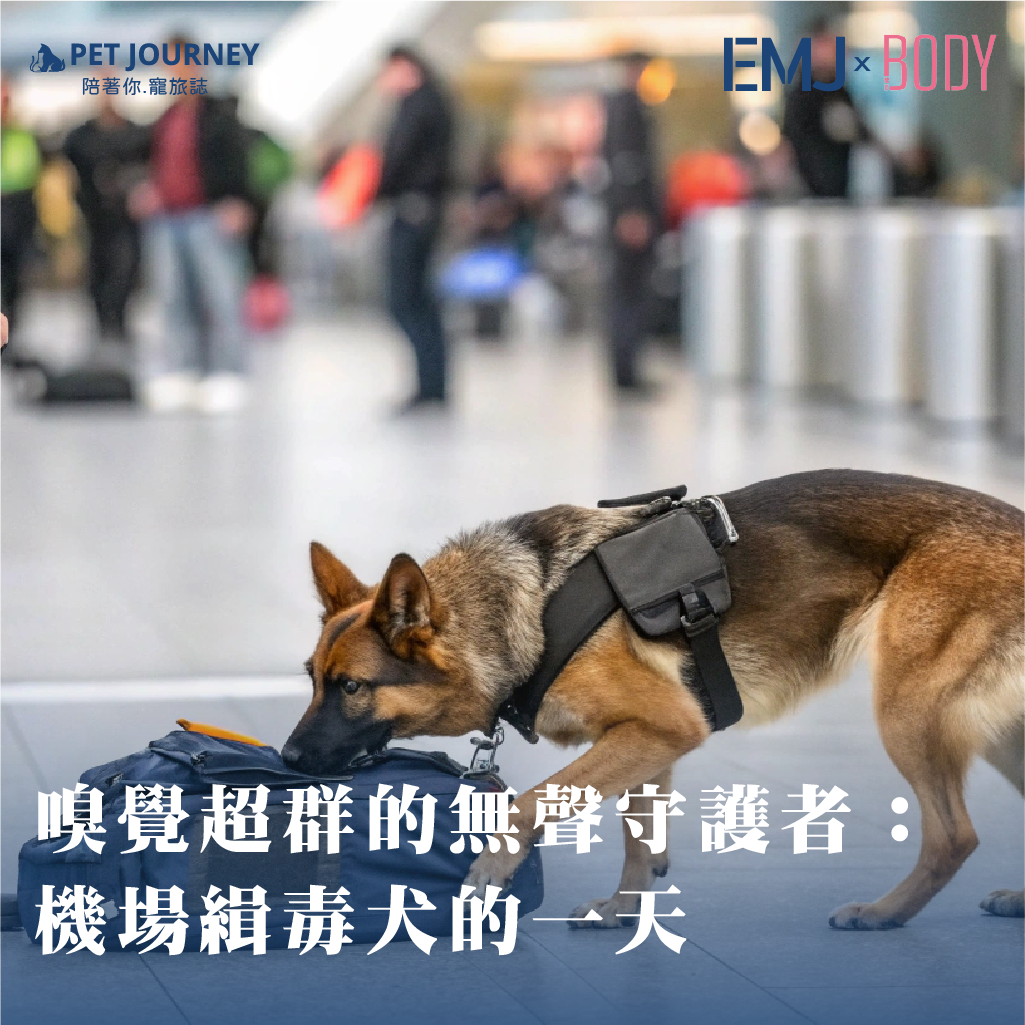 你知道嗎？台灣的機場裡，有一群四腳英雄默默守護著國門安全。牠們不是寵物，而是緝毒犬——每天在行李堆中來回穿梭，靈敏的鼻子能在短短幾秒內找出違禁品。從毒品、槍械到動植物走私，這些毛茸茸的偵查員早已成為台灣邊境第一線的守門員🐾對牠們來說，每一次揮動尾巴，都是在說：「這裡很安全，我們有把關！」👉點我觀看：https://bodynews.com.tw/news/article/757