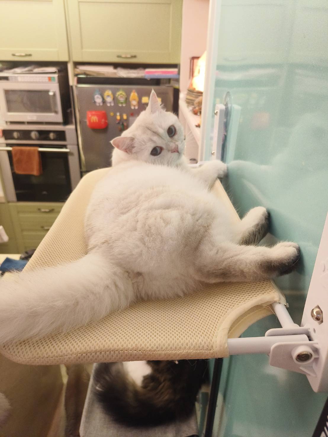 怎麼看怎麼可愛