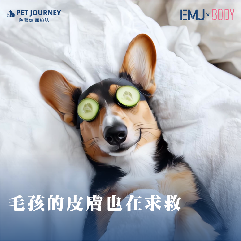 夏日陽光燦爛，卻也是毛孩身體發出警訊的季節。夏天不只是中暑高峰期，更是皮膚疾病的「爆發季」。尤其是台灣潮濕悶熱的氣候，對貓咪與狗狗來說無異於多重考驗，從皮膚問題、體溫調節，到免疫防線，稍不注意就可能引發一連串健康問題。👉 點我觀看：https://bodynews.com.tw/diet/article/7436