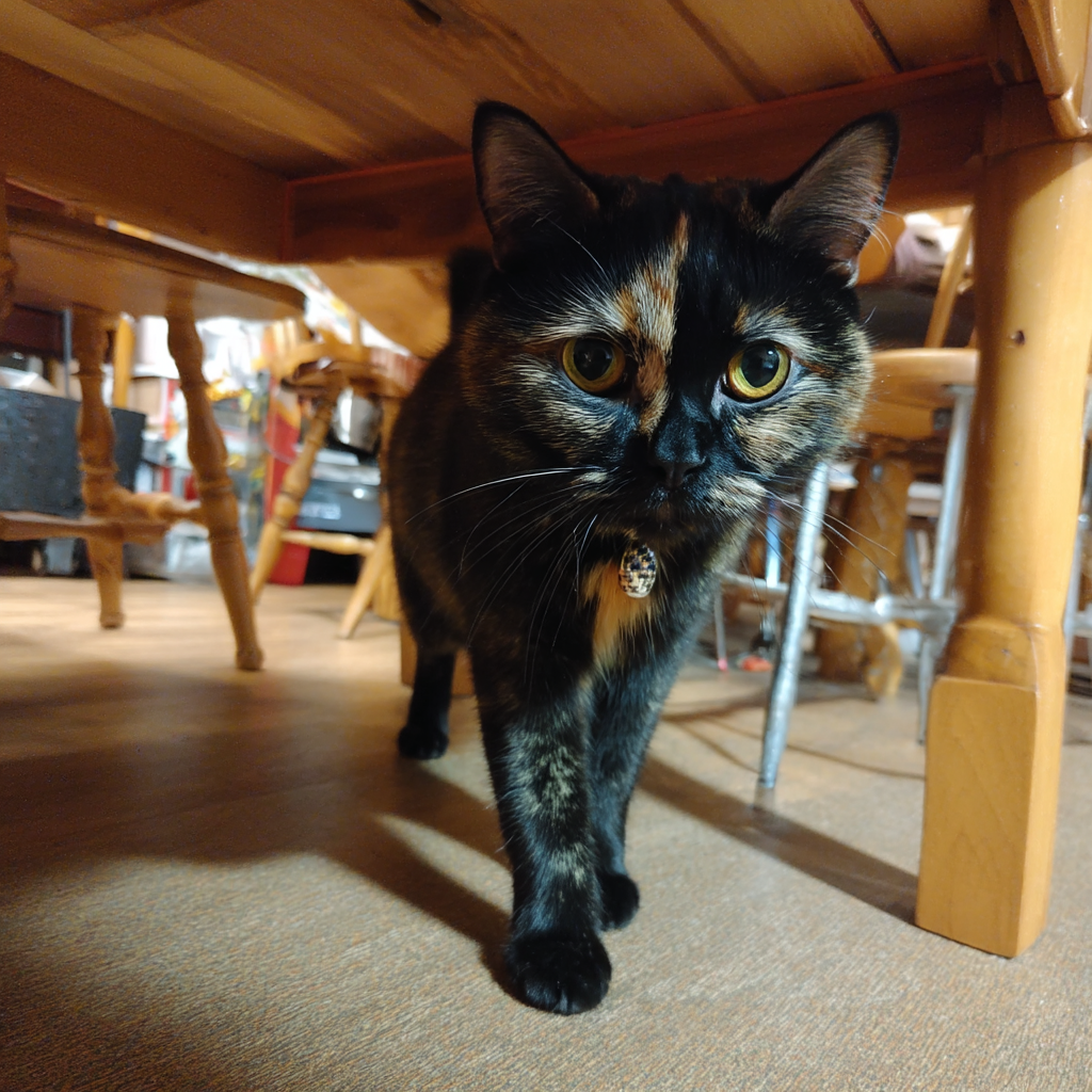 特殊花色的亞亞