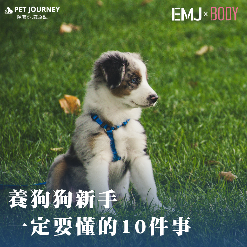 👉點我觀看：https://bodynews.com.tw/news/article/9360狗狗的一生，平均只有10到15年。對牠來說，主人就是世界的全部；而對我們來說，那十幾年是最珍貴的陪伴時光。但你知道嗎？有愛不一定夠，「懂牠」才是真正的照顧。在台灣濕熱氣候下，狗狗容易出現心絲蟲、皮膚過敏、肥胖、關節退化等問題，若能提早預防、調整飲食與生活習慣，就能大幅延長健康壽命。本篇