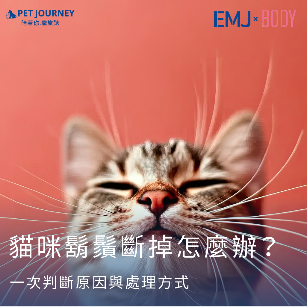 👉點我觀看：https://bodynews.com.tw/news/article/12244有一天發現家裡的貓咪，臉頰一側的鬍鬚突然短了一截，而且還不只一根，斷面看起來相當整齊，很多飼主第一反應都會是：「是不是缺乏營養？」「是不是生病了？」「會不會很痛？」事實上，多數情況下，貓咪單側鬍鬚整齊斷裂，並不是健康問題。只要學會觀察幾個關鍵細節，就能快速判斷需不需要擔心。貓咪單側鬍