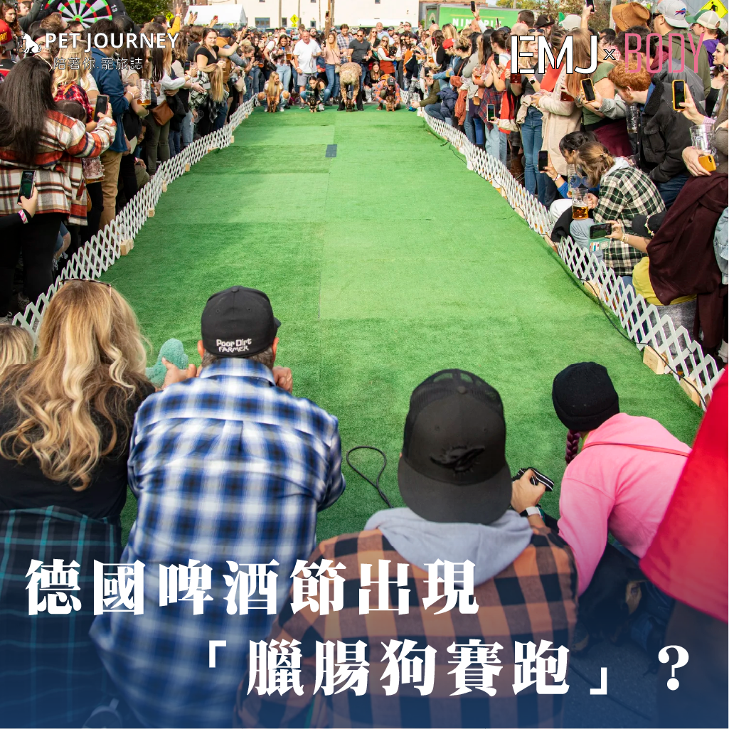 每年秋天，德國啤酒節（Oktoberfest）總是充滿歡樂氣氛，但你知道嗎？近年來在世界各地的「Oktoberfest 延伸活動」中，竟然出現了一項超級吸睛的比賽——臘腸狗跑步賽（Dachshund Dash / Wiener Dog Race）！這場比賽不僅讓狗狗們盡情奔跑，也成為節慶中最療癒、最受歡迎的可愛焦點。點我觀看：https://bodynews.com.tw/ne