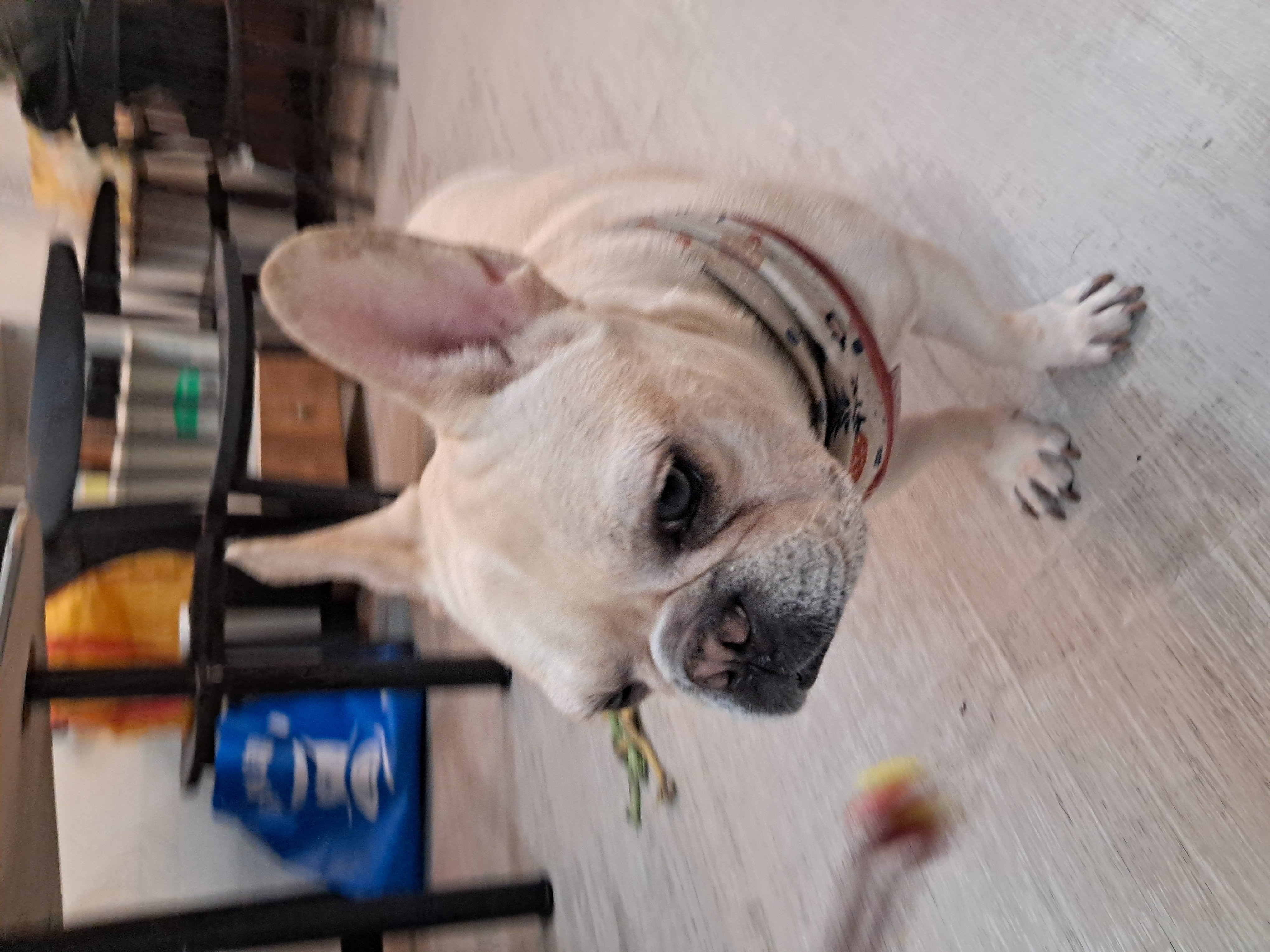 壯壯，有沒有很壯？