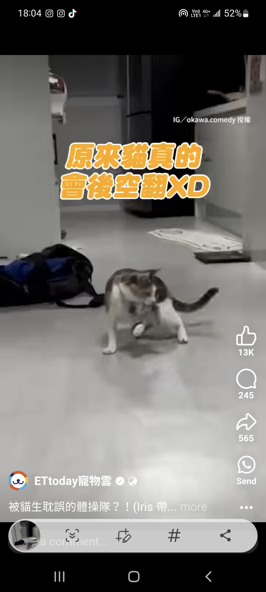 ［冷知識］身體柔韌性：貓擁有230根骨頭，比人類的206根骨頭還多，這說明了極高的柔韌性和靈活度。