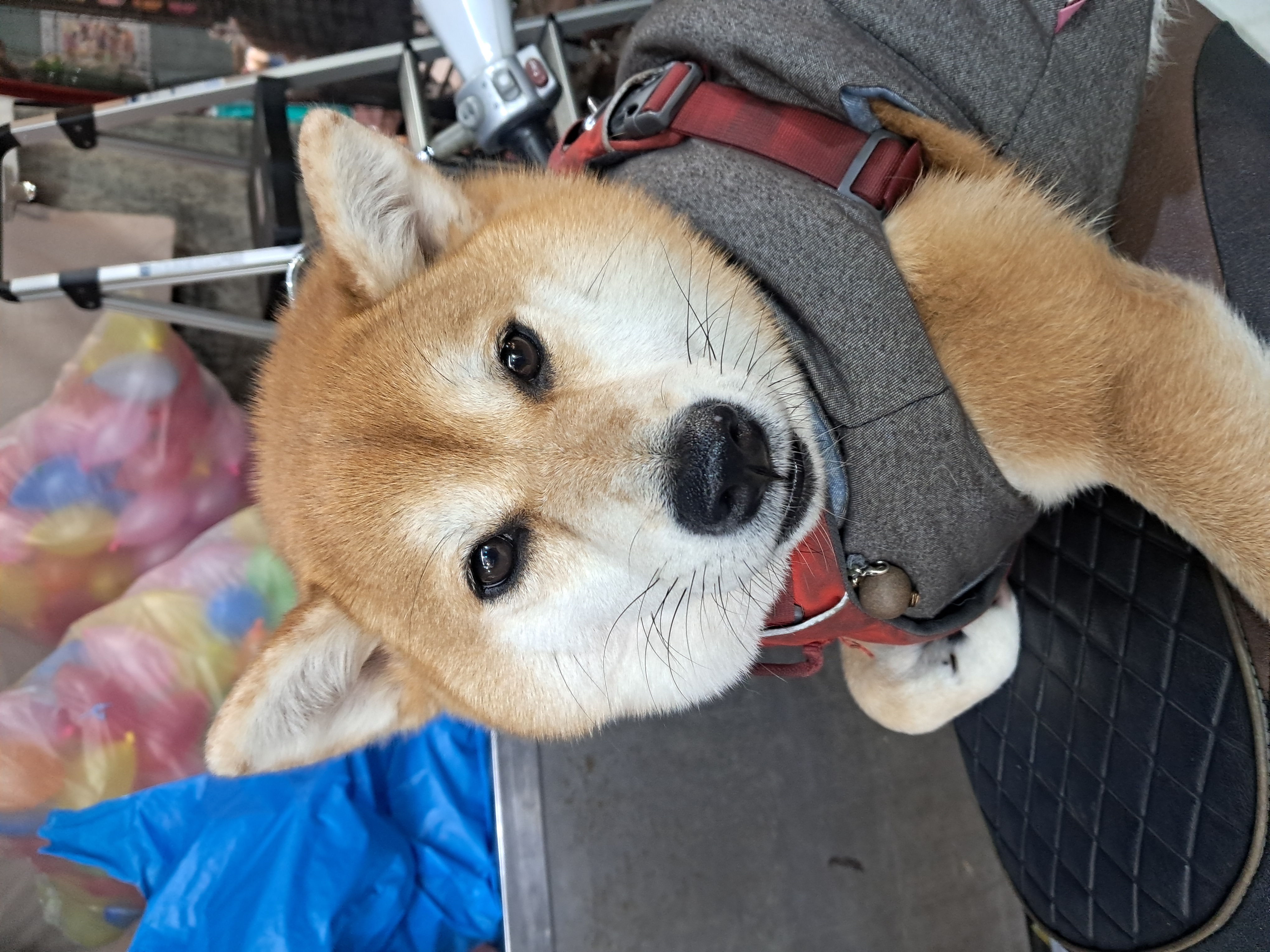 小時候的我很可愛喔。過去／現在／未來都一直很可愛喔。