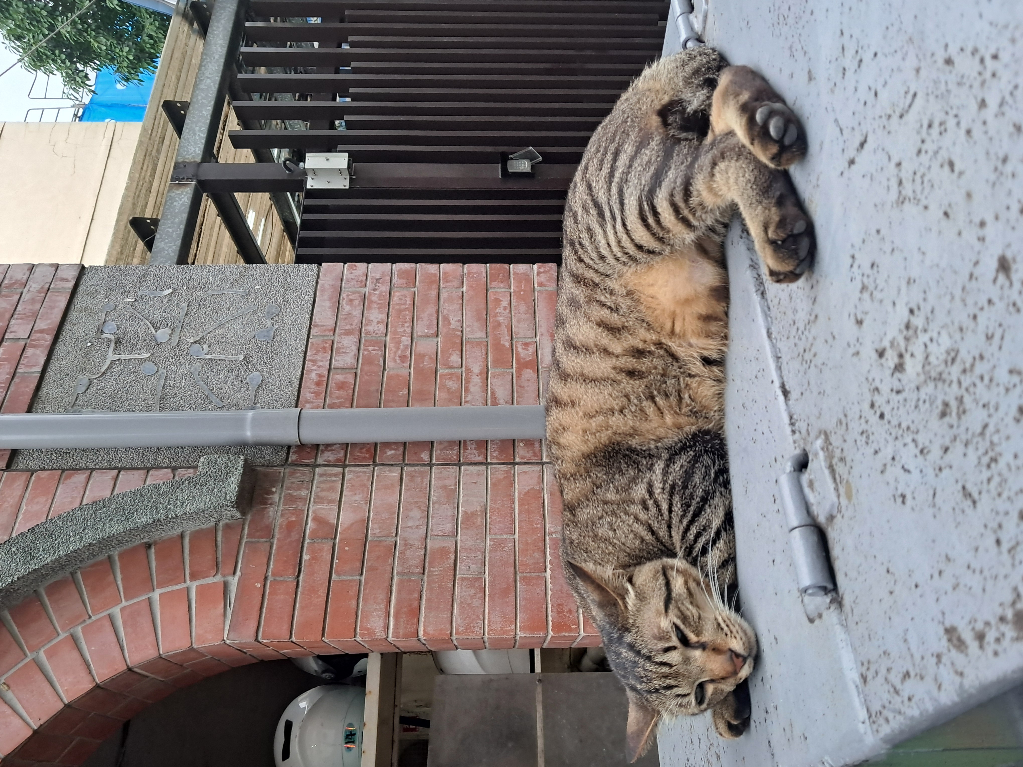 昏睡的街貓