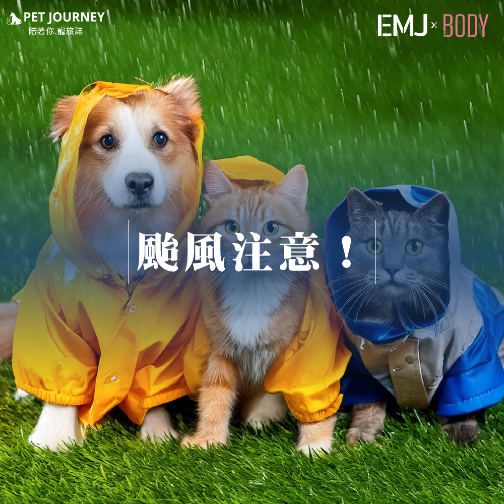 風雨逐漸變大！請大家多多注意安全，避免不亦要的外出在家陪伴毛孩們！