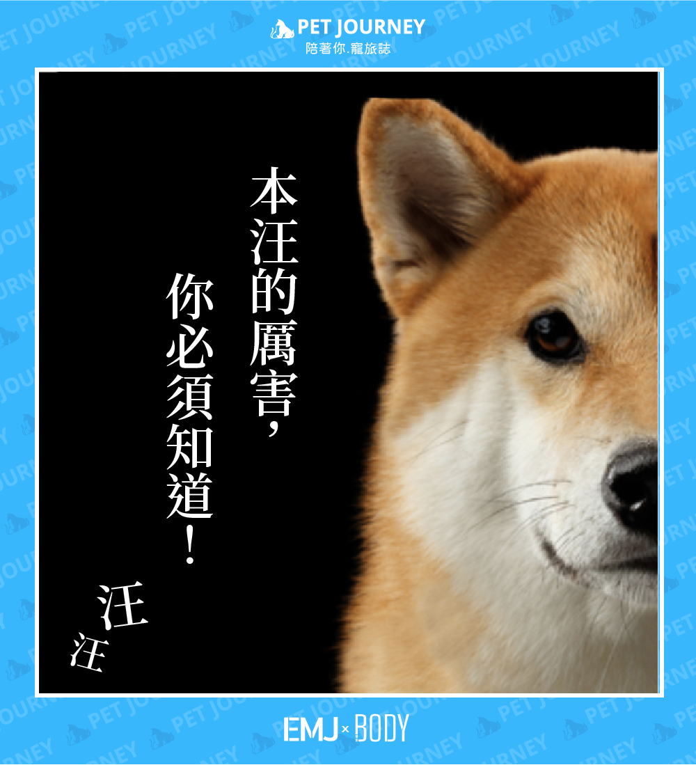 ✨ 社交本能：狗狗是一種高度社會化的動物，牠們與人類有著深厚的情感聯繫。這種聯繫源於牠們的群居本能以及牠們在馴化過程中與人類共同進化。