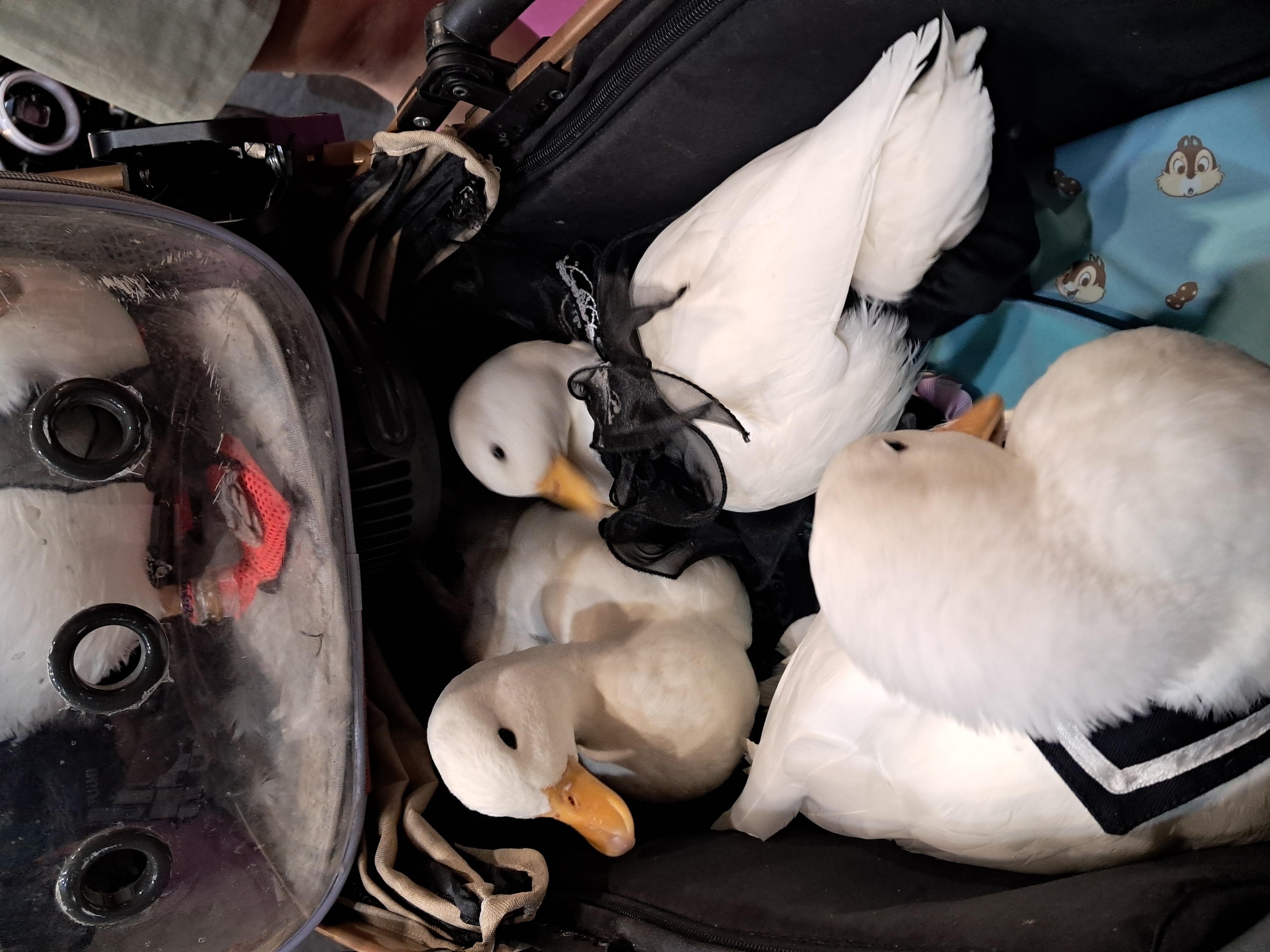 鴨鴨也要出門走一走