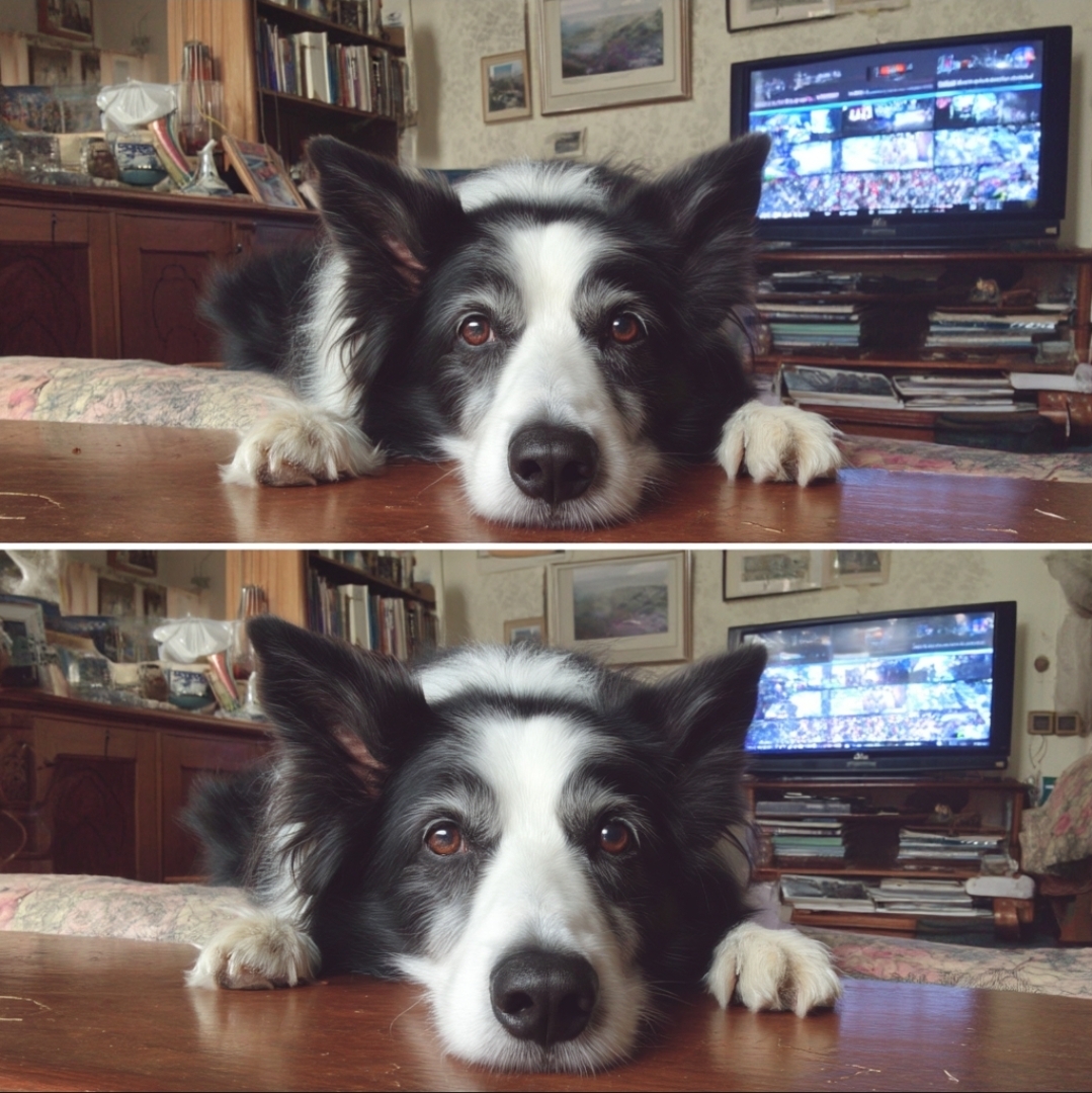 邊牧是邊牧，狗是狗