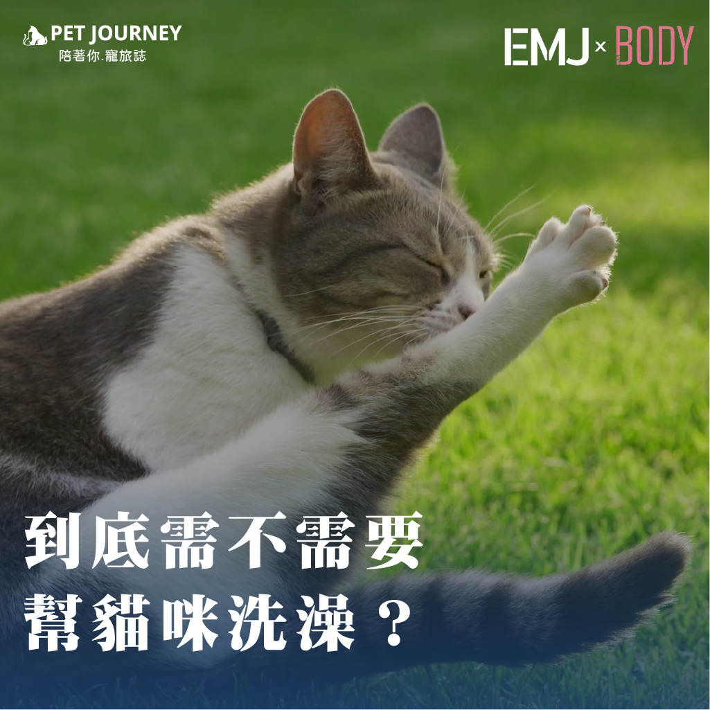 貓咪是不是需要像狗狗一樣定期洗澡？還是放著牠自己舔毛就好？事實上，大部分的家貓並不需要頻繁洗澡，但也有一些特殊情況例外。為什麼大多數貓咪不需要洗澡？1.天生的清潔高手2.皮膚油脂的保護3.壓力來源什麼情況下需要幫貓咪洗澡？1.接觸到有害物質2.長毛貓毛髮打結3.皮膚病或跳蚤治療4.過度肥胖或體態限制5.醫療需求👉完整內容這邊看：https://bodynews.com.tw/n