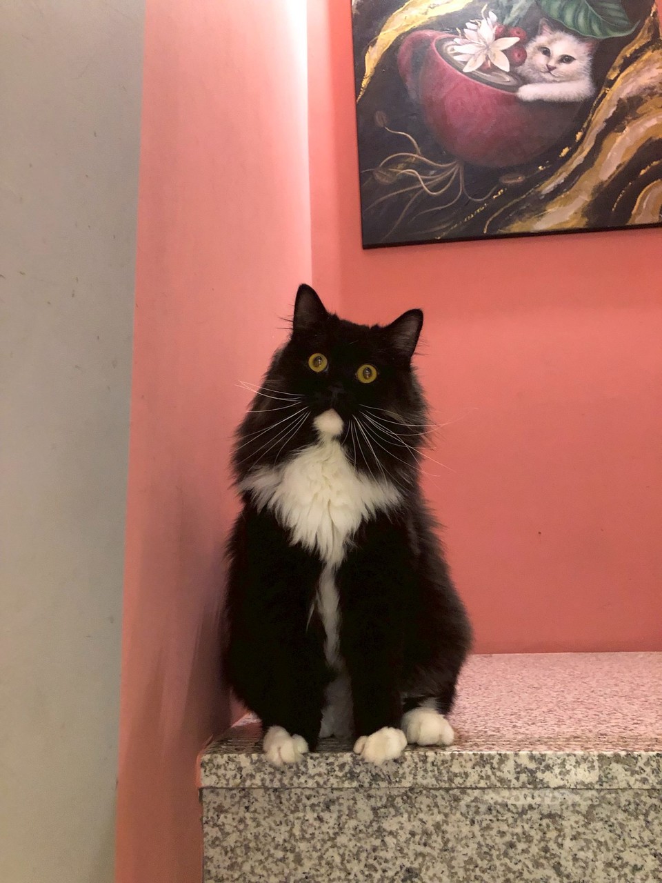 不是黑白郎君，是……。