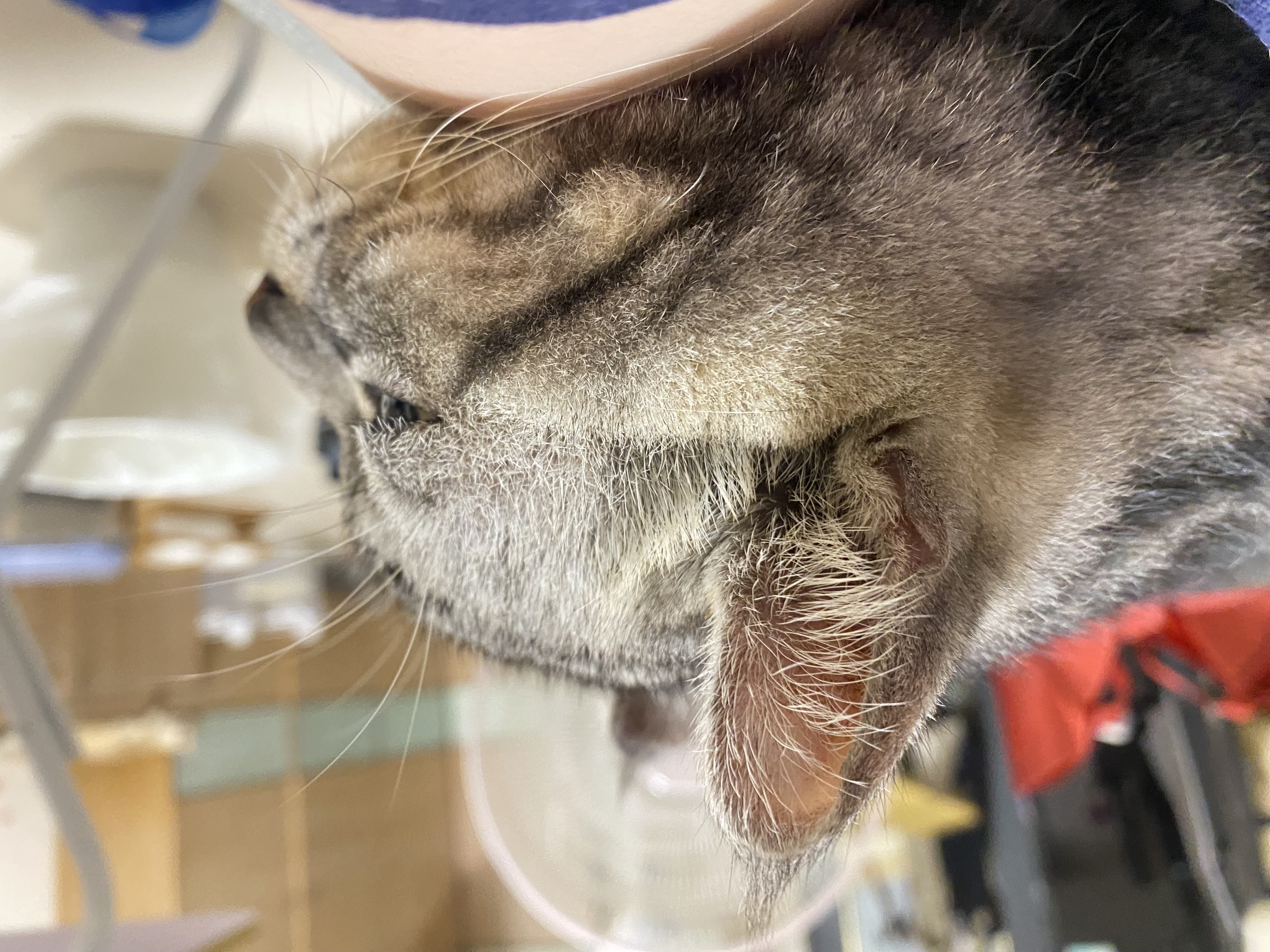 飛飛貓