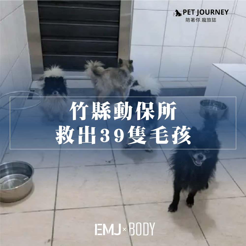 希望狗狗們都可以得到良好安置😭！｜新聞News｜新竹縣一名男子涉嫌經營非法繁殖場，39隻柴犬、博美、貴賓在惡劣環境中遭受虐待，食水不潔，無法見天日。新竹縣動物保護防疫所已緊急救出並安置這些毛孩，並將依法開罰300萬元。該業者違反多項動保法規定，動保所呼籲民眾選擇合法寵物業者，保障動物福祉。相關報導連結：https://udn.com/news/story/7320/829808
