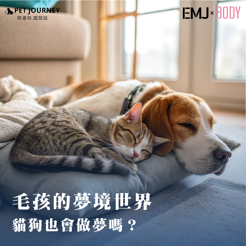 你有沒有看過家裡的狗狗或貓咪睡覺時，突然抽動爪子、發出小聲音，甚至微微翻動眼皮？是不是讓人忍不住好奇：「毛孩們在做夢嗎？」事實上，科學研究證實貓狗也會做夢，就像人類一樣，牠們的夢境可能充滿了日常經歷，例如玩耍、奔跑，甚至「夢中狩獵」！今天就來帶大家一起探索毛孩的夢境世界。https://bodynews.com.tw/news/article/7195