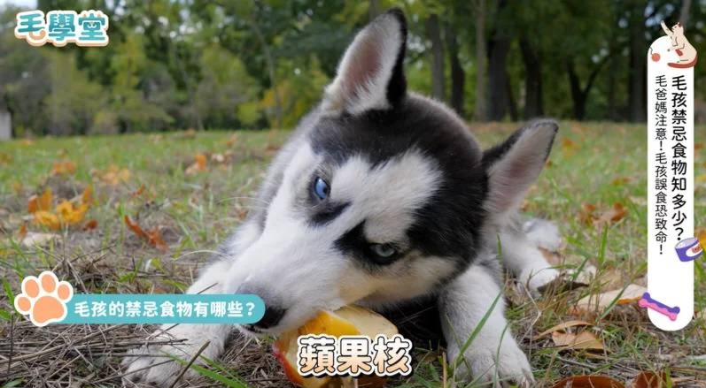 這些食物真的不能餵貓狗！獸醫指「2水果沒去核」是致命殺手 餵茶葉蛋當心牠小命不保